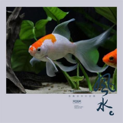 養蝦招財|“養魚會影響風水嗎？風水專家教你如何佈置養魚空間招財聚富”